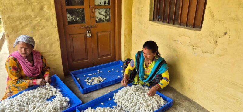 Kumaon hills silk production