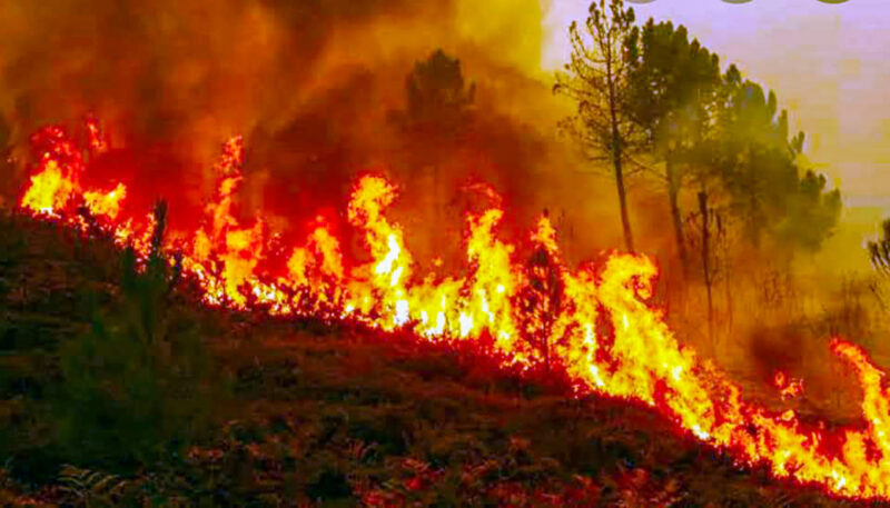 Forest fire in Binsar Wildlife Sanctuary