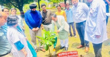 plant saplings on Harela