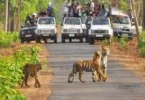 Corbett Tiger Reserve