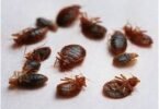 Getting rid of bedbugs