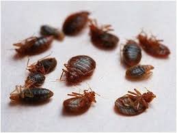 Getting rid of bedbugs