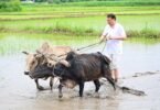 Heritage linked to Hudkiya bull