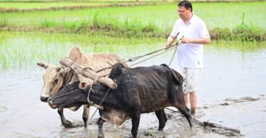 Heritage linked to Hudkiya bull