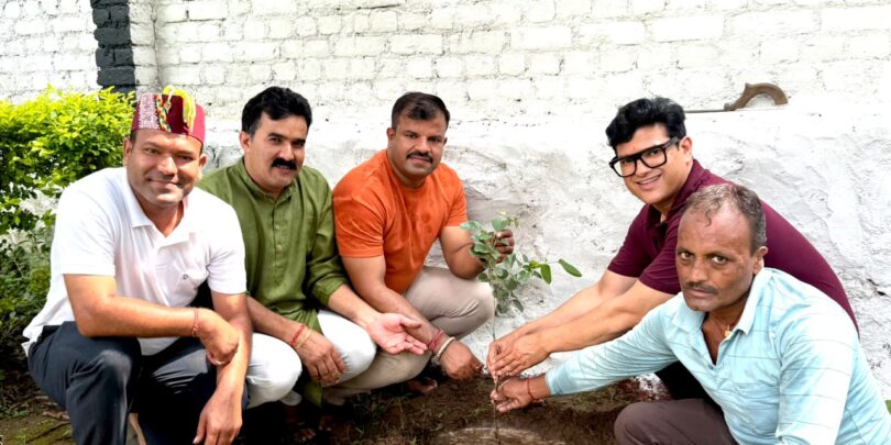 Tree plantation